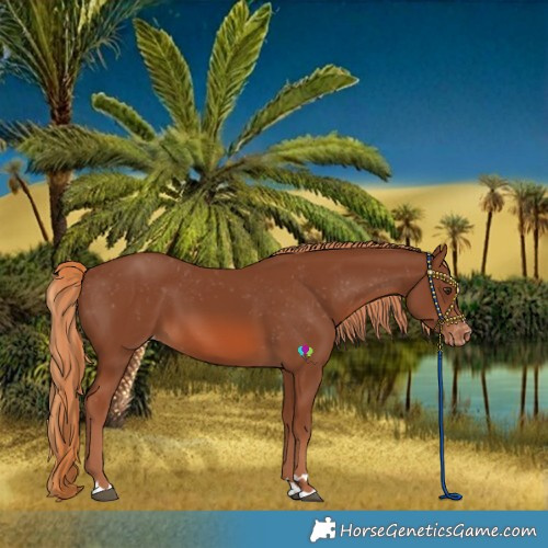 Horse Color:Chestnut Varnish 