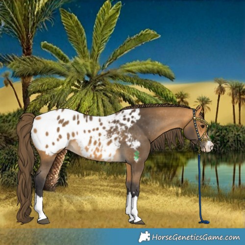 Horse Color:Buckskin Appaloosa