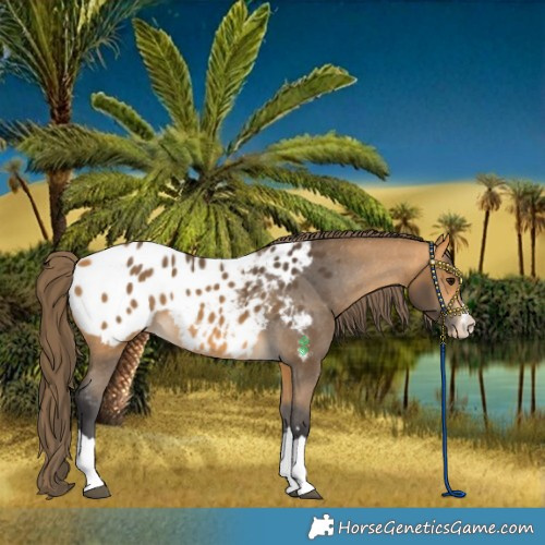 Horse Color:Buckskin Blanket 