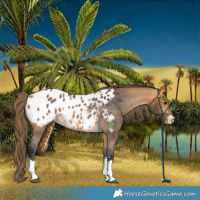 Horse Color:Buckskin Blanket 