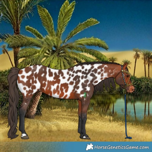 Horse Color:Bay Near Leopard 