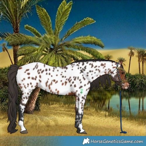 Horse Color:Bay Appaloosa