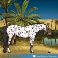 Horse Color:Bay Near Leopard