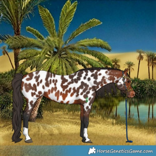 Horse Color:Bay Near Leopard
