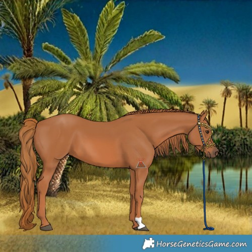 Horse Color:Chestnut 