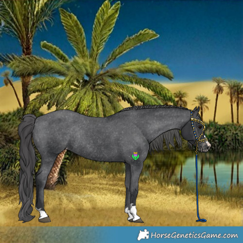 Horse Color:Black Varnish Rabicano