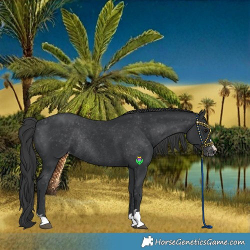 Horse Color:Black Varnish Rabicano 