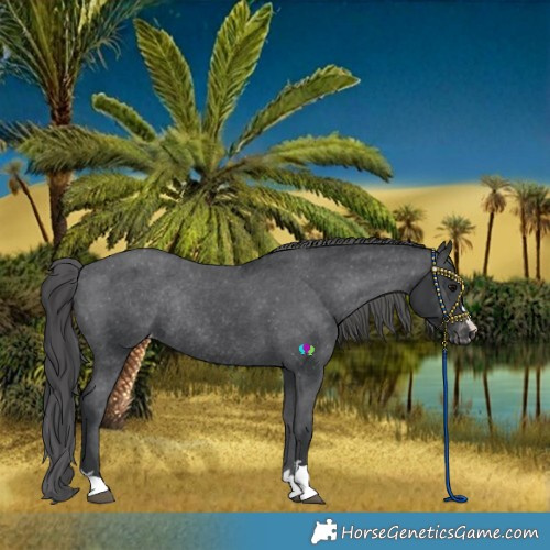 Horse Color:Black Appaloosa Rabicano 