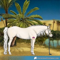 Horse Color:Silver Buckskin Pearl