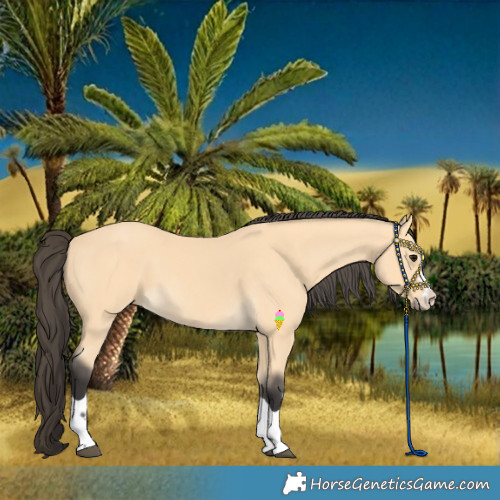 Horse Color:Buckskin 