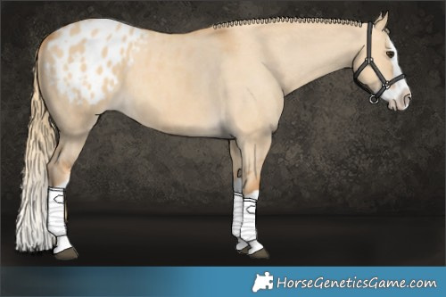 Horse Color:Red Dun Splash Appaloosa 