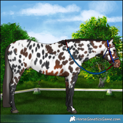 Horse Color:Black Appaloosa and Brown Appaloosa