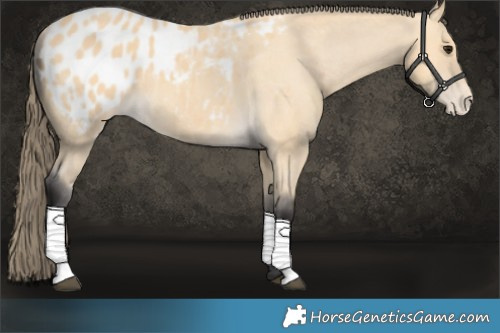 Horse Color:Buckskin Appaloosa