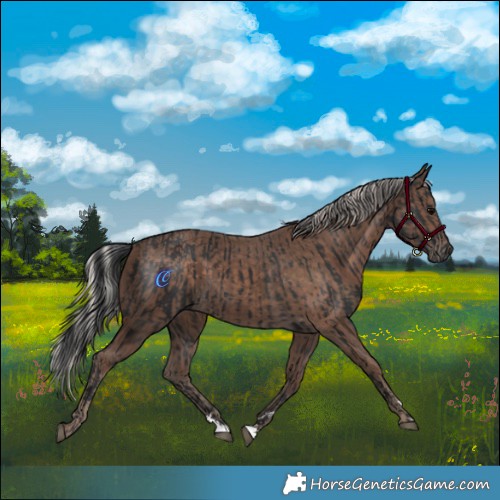 Horse Color:Black  and Silver Black 