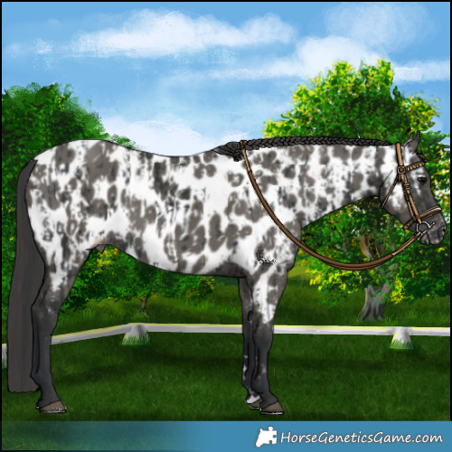 Horse Color:Black Appaloosa  and Grullo Appaloosa 