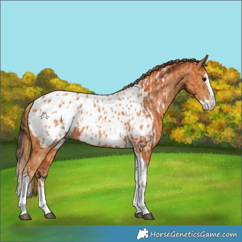 Horse Color:Bay Splash Tobiano Appaloosa and Chestnut Splash Tobiano Appaloosa