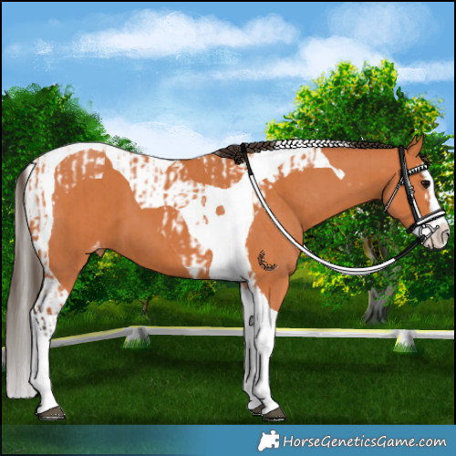 Horse Color:Bay Splash Tobiano Appaloosa and Bay Splash Tobiano Appaloosa