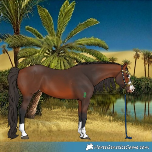Horse Color:Bay Varnish