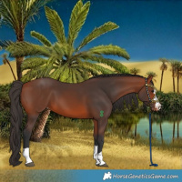 Horse Color:Bay Varnish 