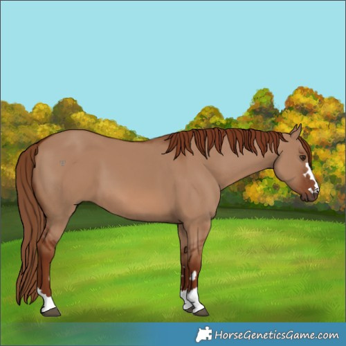 Horse Color:Red Dun 