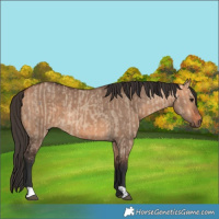 Horse Color:Bay Dun and Bay Dun