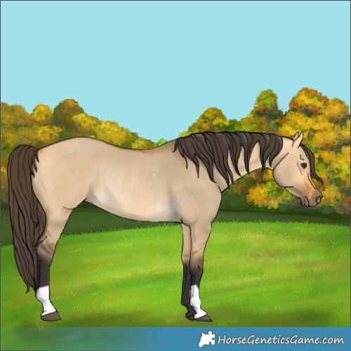 Horse Color:Buckskin Dun Rabicano 