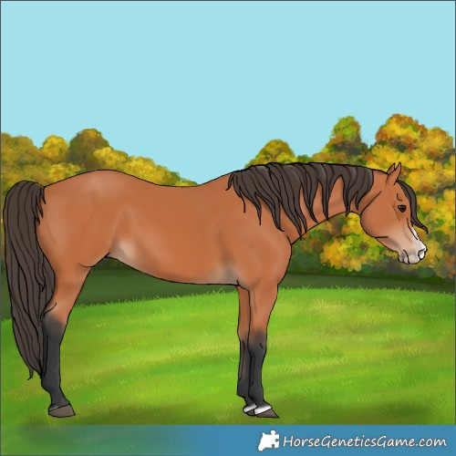 Horse Color:Bay Splash Frame 