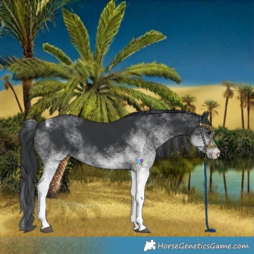 Horse Color:White Spotted Black