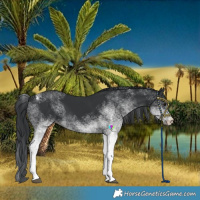 Horse Color:White Spotted Black