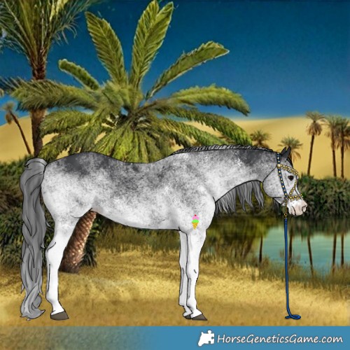 Horse Color:White Spotted Black 