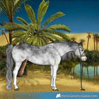 Horse Color:White Spotted Black 