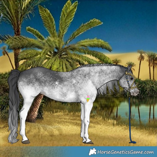 Horse Color:White Spotted Black