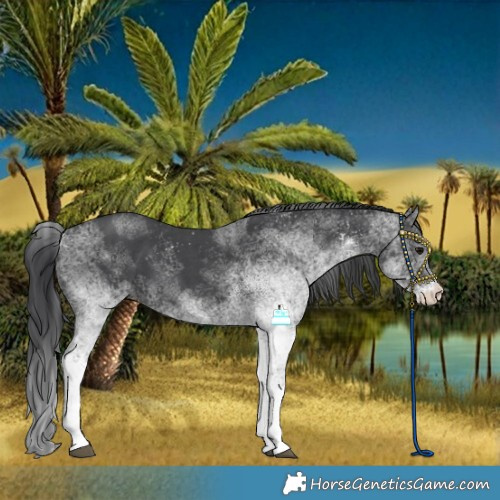Horse Color:White Spotted Black 