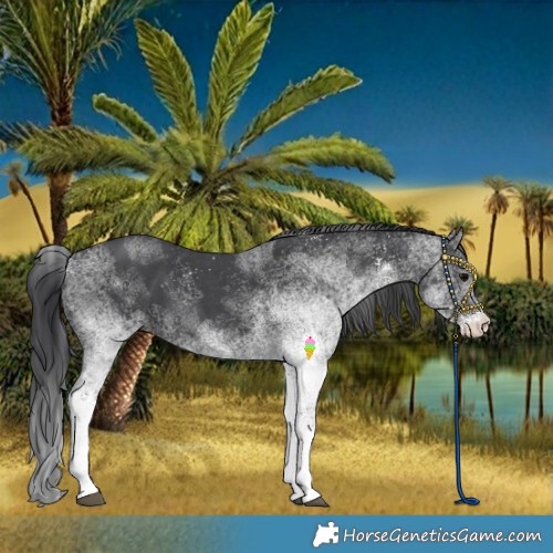 Horse Color:White Spotted Black 