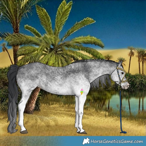 Horse Color:White Spotted Black