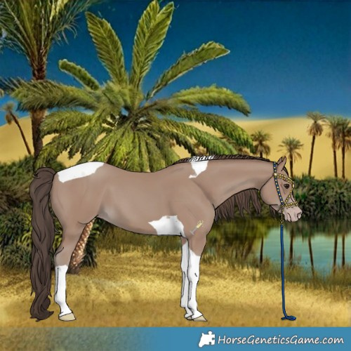 Horse Color:Classic Champagne Tobiano 