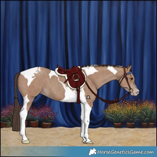 Horse Color:Classic Champagne Tobiano