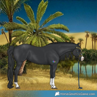 Horse Color:Black 