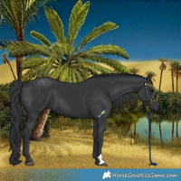Horse Color:Black 