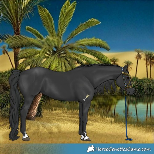 Horse Color:Black 