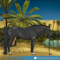 Horse Color:Black 