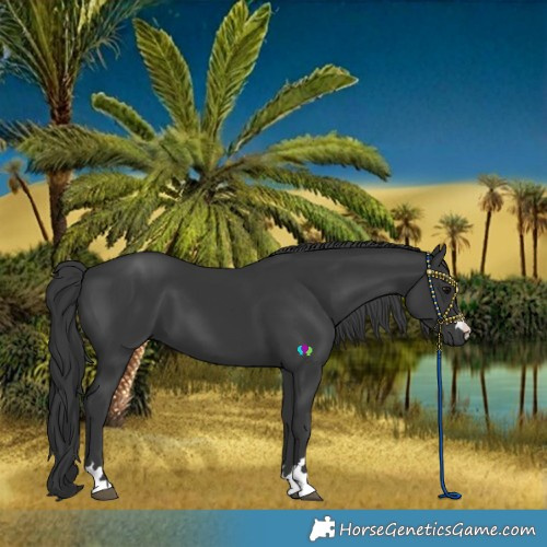 Horse Color:Black 
