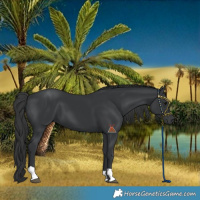 Horse Color:Black 