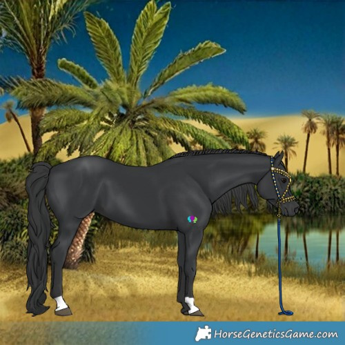 Horse Color:Black 