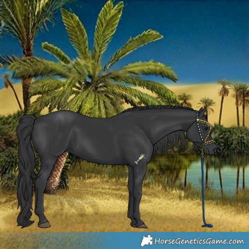 Horse Color:Black 