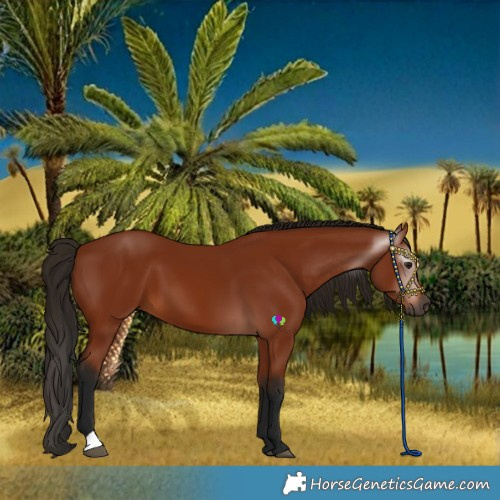 Horse Color:Gray Bay 