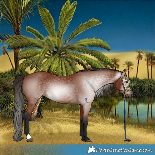 Horse Color:Gray Bay