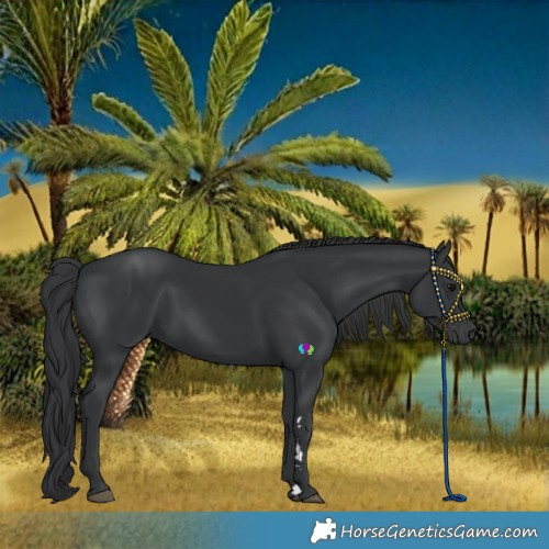 Horse Color:Black 