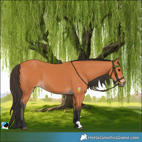 Horse Color:Bay 