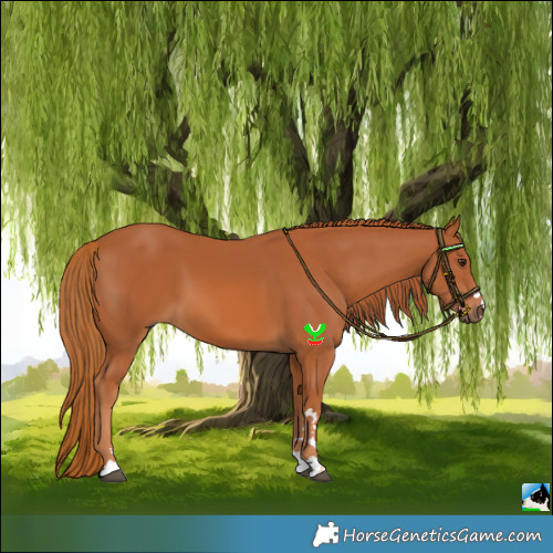Horse Color:Chestnut 